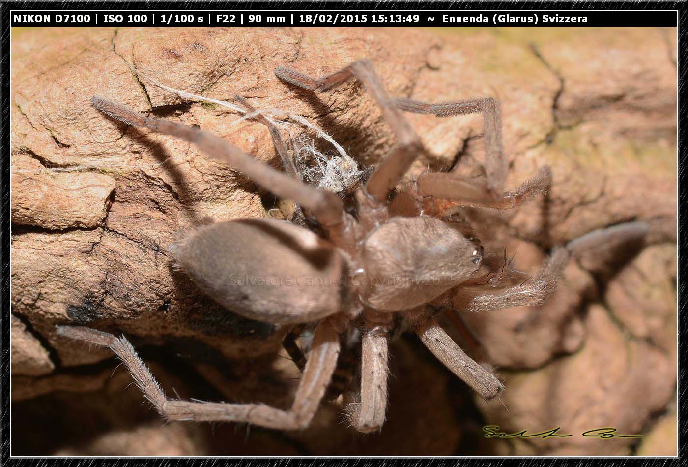 Drassodes sp. preda Pardosa sp. - Ennenda (Glarus), Svizzera